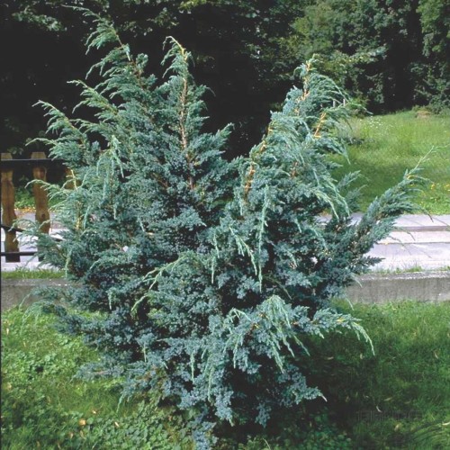Juniperus squamata 'Meyeri' - Kirju kadakas 'Meyeri'